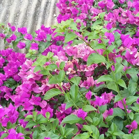 Les Restanques Du Sud Апартаменты *